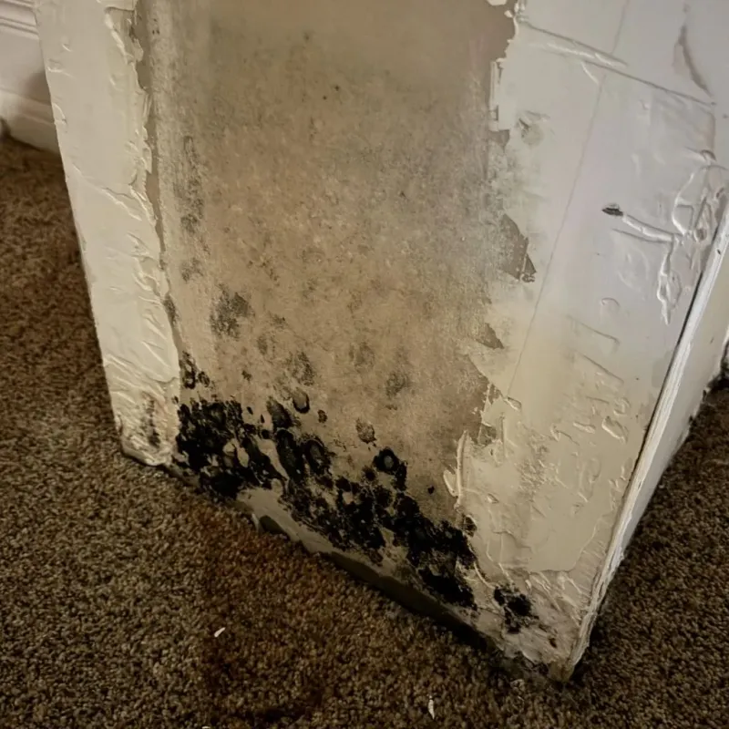 Professional Mold Removal in Guilford Siding, PA